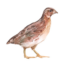 Watercolor  quail bird animal on a white background illustration