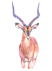 Watercolor impala  animal on a white background illustration
 - obrazy, fototapety, plakaty