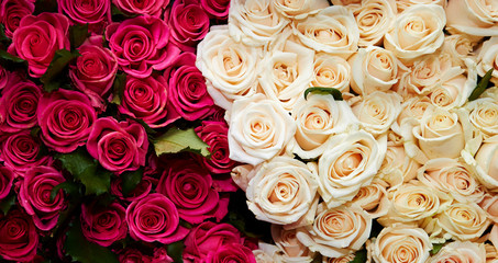 roses background