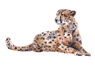 Watercolor cheetah  animal on a white background illustration  © PYRAMIS