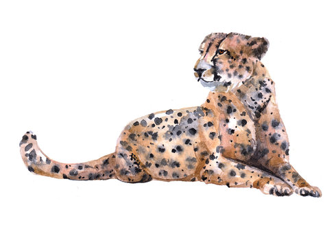 Watercolor cheetah  animal on a white background illustration
