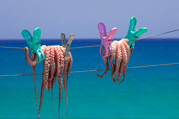 Fresh octopus drying on the rope on sun, Crete island, Greece. Squid marine animal. Turquoise water of Aegean sea on background. Exotic delicious calamari seafood. Luxury cuisine of mediterranean 