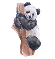 Watercolor panda  animal on a white background illustration  © PYRAMIS