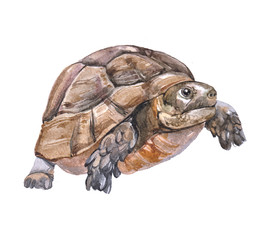 Watercolor  turtle animal on a white background illustration
