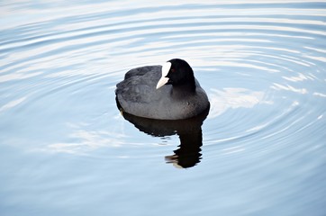 Eurasian coot (Fulica atra), swimming on a lake.