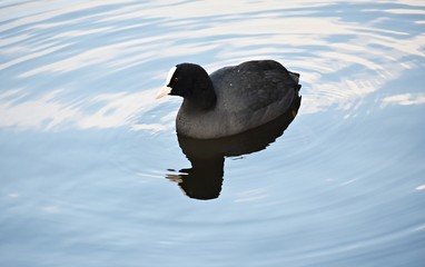 Eurasian coot (Fulica atra), swimming on a lake.