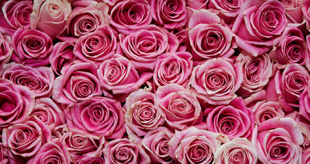 roses background