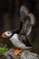 Atlantic Puffin