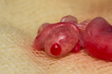 close-up photo of a cat ovary in ovuation period