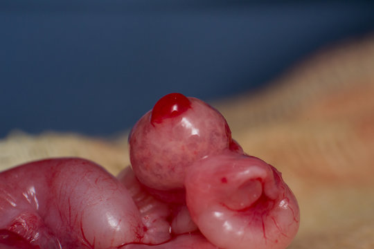 close-up photo of a cat ovary in ovuation period