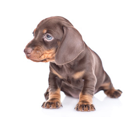 Short haired dachshund puppy stands  and looks away. isolated on white background