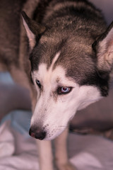 Syberian Husky in metallic cage at the veterinary clinic