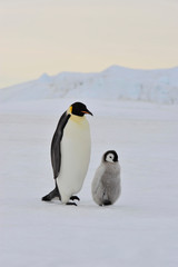 Emperor Penguin with chick