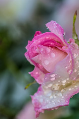 flowers in the garden