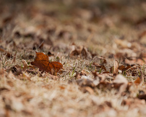 A butterfly shaped brown leave in the grass surrounded by other leaves in early spring.