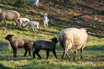 Schafherde mit kleinen Lämmern