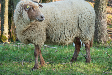 Schaf Teilansicht
