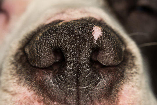 close-up photo of a dog nose