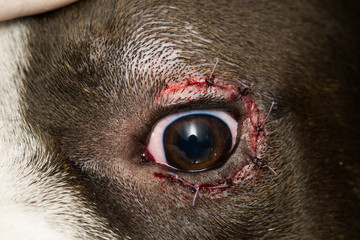 close-up photo of a dog with entropion
