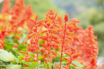 Orange flower on the background