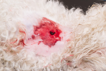 white dog with bite wound at the veterinary clinic