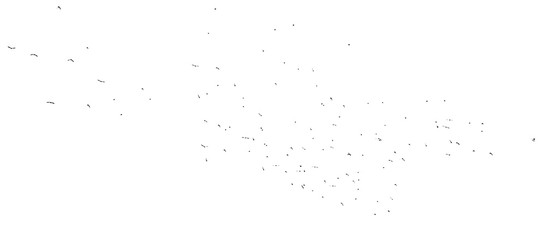 Flock of birds isolated on white background