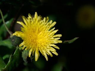 黄色いノゲシの花