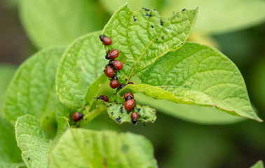 Colorado beetles eat potato leaves