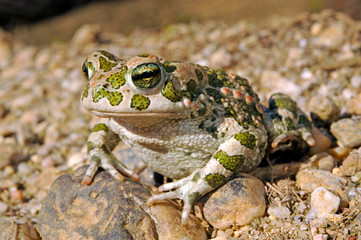 Wechselkröte / European green toad (Bufotes viridis) Deutschland / Germany - obrazy, fototapety, plakaty