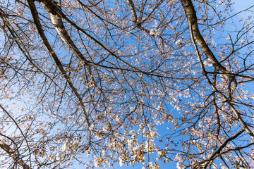 cherry blossoms in spring season