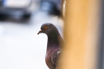 close-up photo of a pigeon with beautiful light from sun