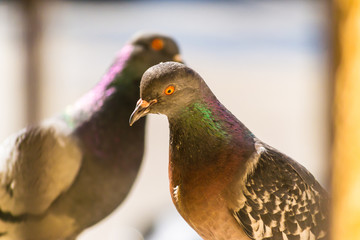 close-up photo of a pigeon with beautiful light from sun