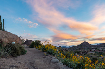 Morning Along A Desert Hiking Trail With Wildflowers
