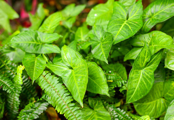 Large green leaves of creeper