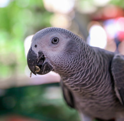 A parrot eats a seed in the park.