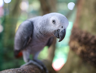 Obraz premium Portrait of a parrot in the park