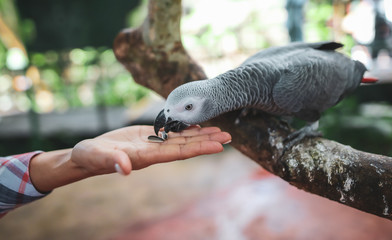 A parrot eats a seed from the hands of a man in the park.
