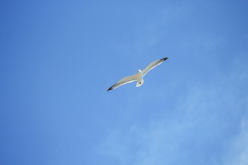 single seagull is flying in front of blue sky in Spain