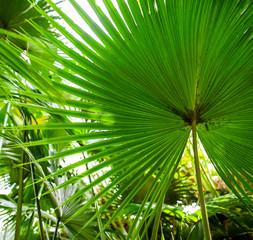 A large branch of a palm leaf