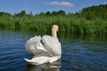 łabędź © Marzena