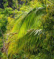 A large branch of a palm leaf