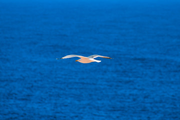 Fototapeta na wymiar single seagull is flying in front of blue sky in Spain