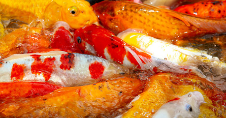 Obraz na płótnie Canvas Multi-colored carps fish swim on the surface of the water