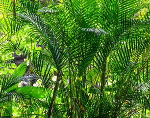 Naklejka na ściany i meble A large branch of a palm leaf