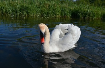 łabędź © Marzena