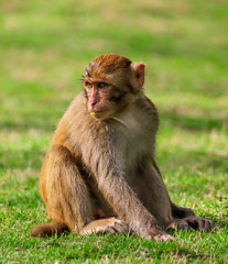 Portrait of a monkey in the park