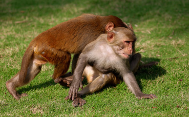 Monkey fight in the park