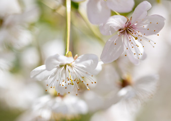 White flowers on a fruit tree on nature