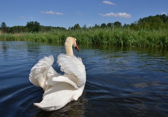 łabędź © Marzena