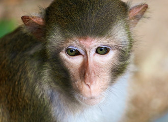 Portrait of a monkey in the park